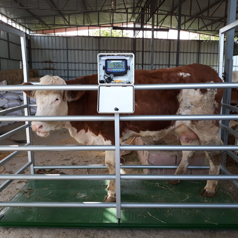 Hayvan tartı sistemleri